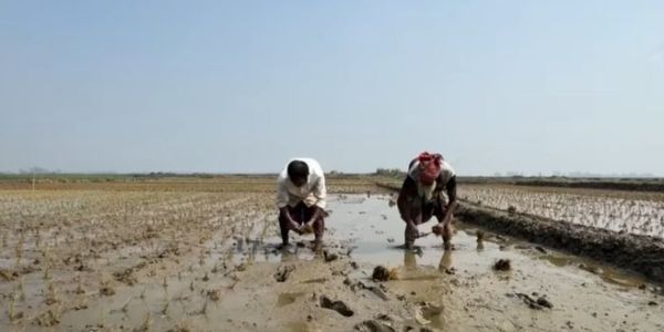 সেচ সংকট: উৎপাদন ব্যয় বেড়েছে কয়েক গুণ